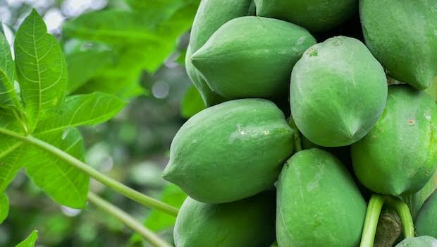 Raw Papaya Benefits