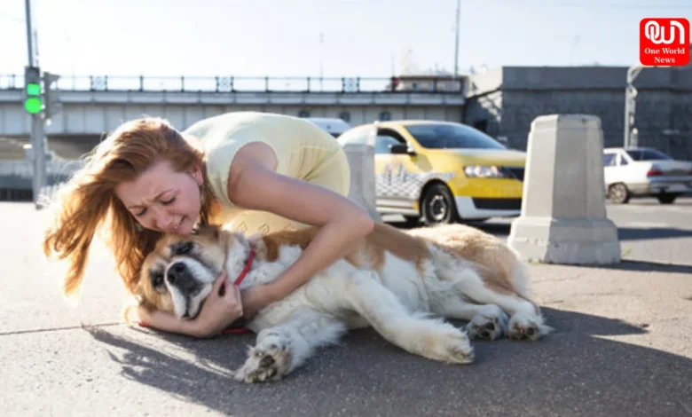 Heat Stroke Among Pet Dogs
