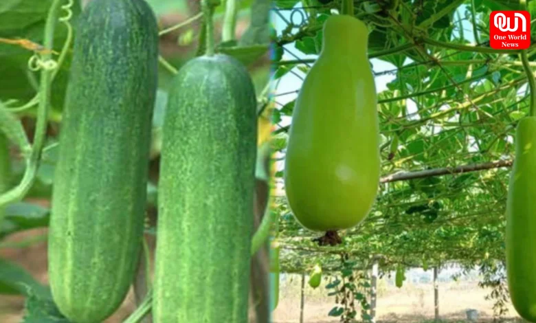 Summer Vegetables
