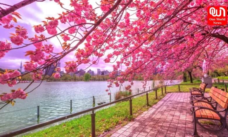 Visit 5 Cherry Blossom Spot
