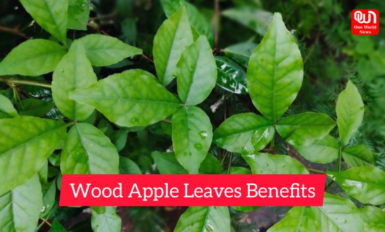 Wood Apple Leaves Benefits