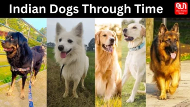 Indian Dog Breeds