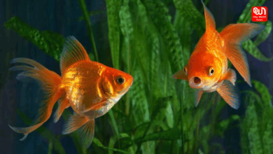 Tips Before Bringing A Pet Goldfish