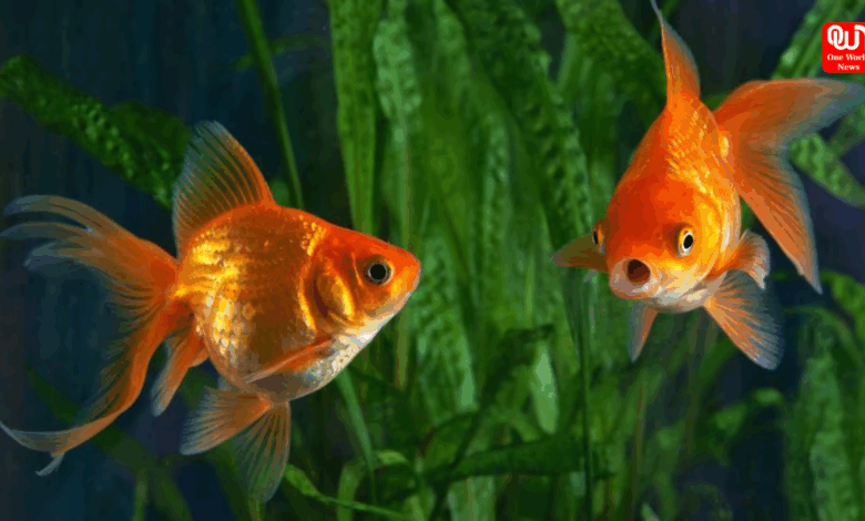 Tips Before Bringing A Pet Goldfish