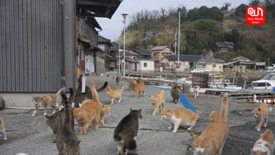Travel Aoshima Island In Japan
