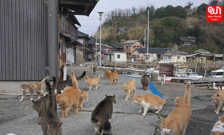 Travel Aoshima Island In Japan