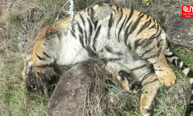 5 Tigers Found Dead In Karnataka