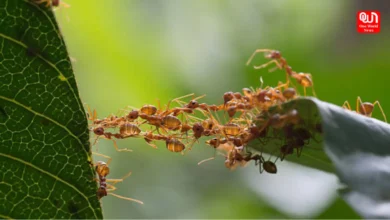Ant Control Tips