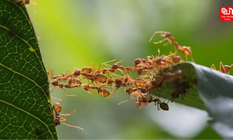 Ant Control Tips