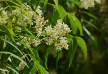 Benefits of Neem