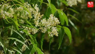 Benefits of Neem