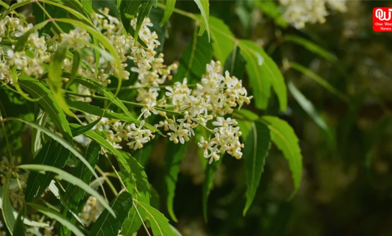 Benefits of Neem