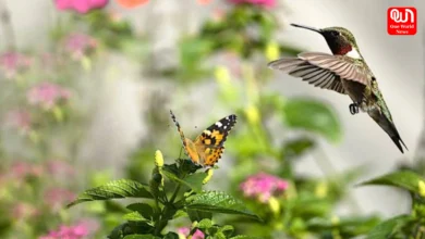 Garden Tips