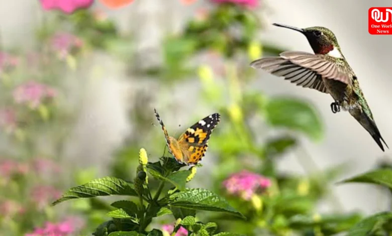 Garden Tips