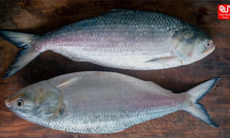 Ilish Fish