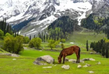 Kashmir Tourism Begins To Rebound