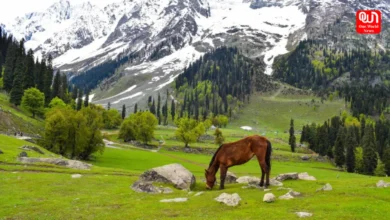 Kashmir Tourism Begins To Rebound