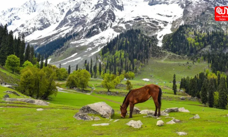 Kashmir Tourism Begins To Rebound