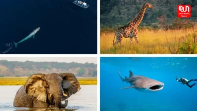 Largest Animals
