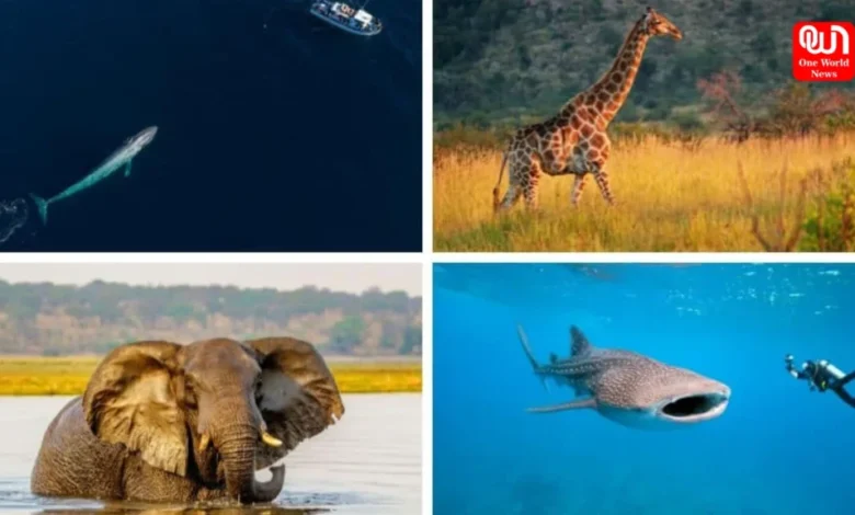 Largest Animals