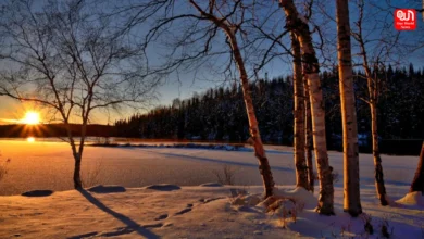Longest Days Light