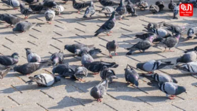 Lung Damage For Pigeon Feeding