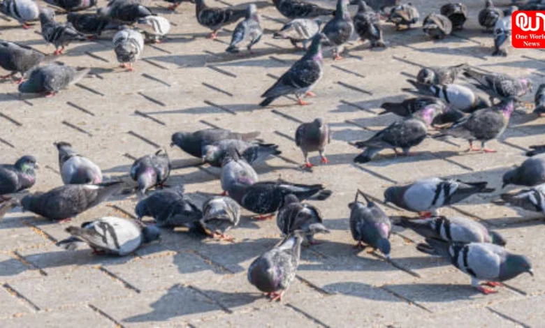 Lung Damage For Pigeon Feeding