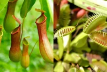 Non Vegetarian Plants