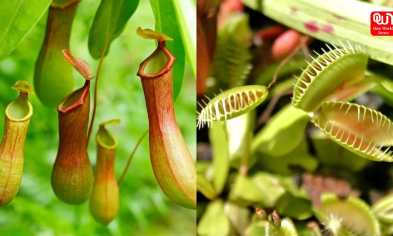 Non Vegetarian Plants
