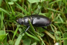 Rainy Insects Home Remedies