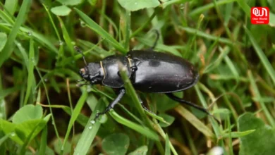Rainy Insects Home Remedies