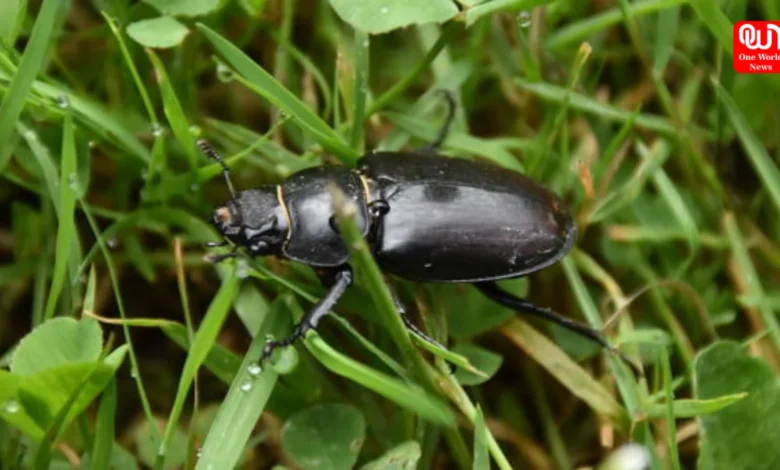 Rainy Insects Home Remedies