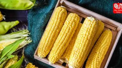 Benefits of Eating Corn in Monsoon Season