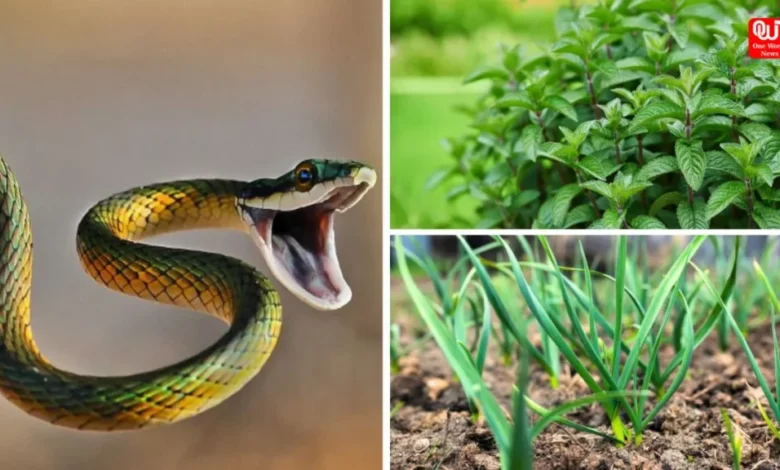 Snake Repellant Plant