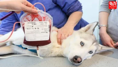 Animal Blood Transfusion SOP