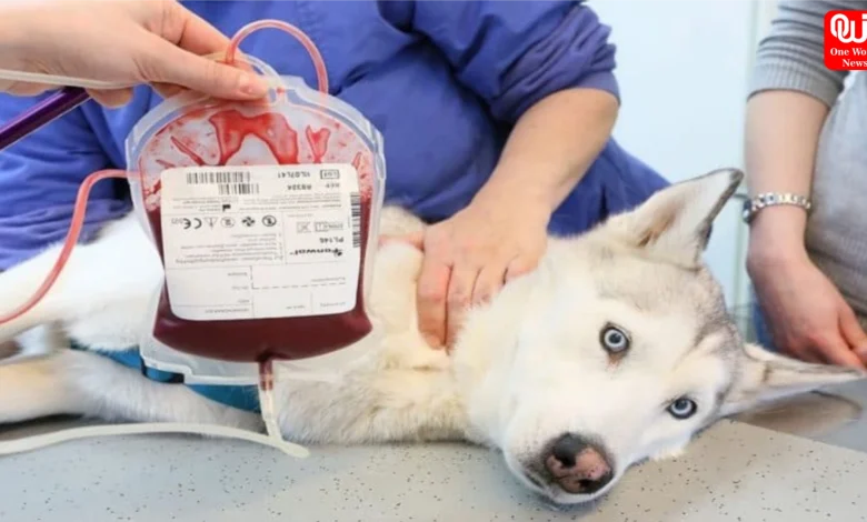 Animal Blood Transfusion SOP