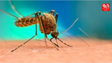 Dengue vs Viral Fever