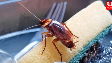 Home remedies to get rid of cockroaches
