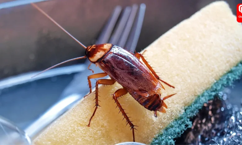 Home remedies to get rid of cockroaches