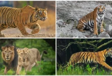 Jungle Safari In September