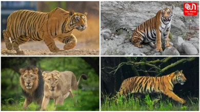 Jungle Safari In September
