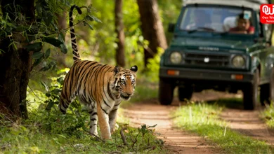 Tiger Safari
