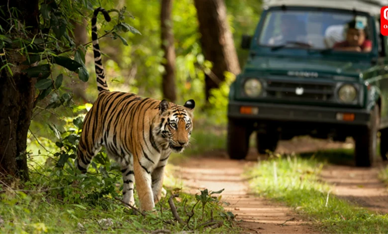 Tiger Safari