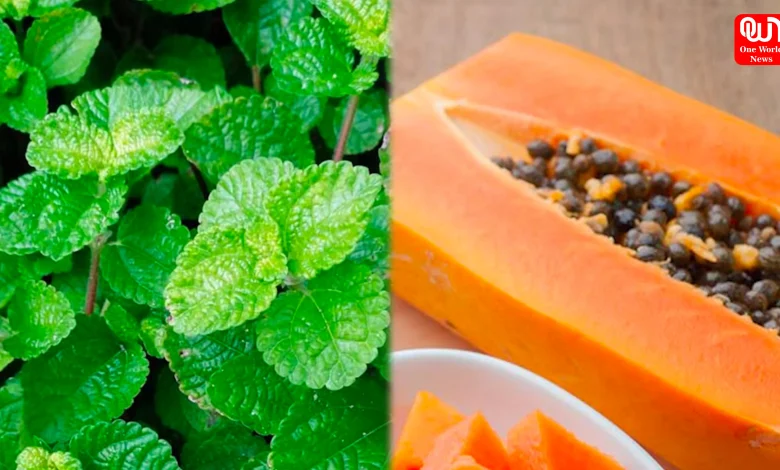 Top Bloat-Busting Foods