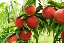 Benefits of Peaches in Monsoon