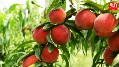 Benefits of Peaches in Monsoon