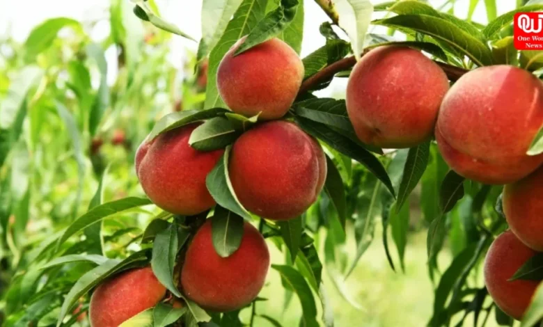 Benefits of Peaches in Monsoon
