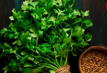 Coriander Hacks