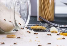 Home Remedies for Ants