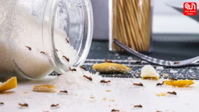 Home Remedies for Ants